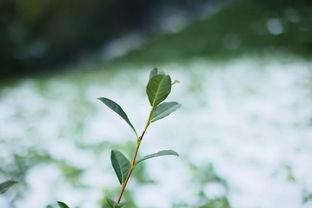 茶农世家最新爆料,传承千年的神秘茶事  第1张